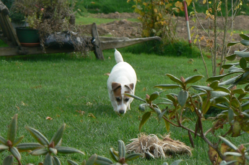 Les Jack Russell Terrier de l'affixe d'Il-Ha-Gwilun